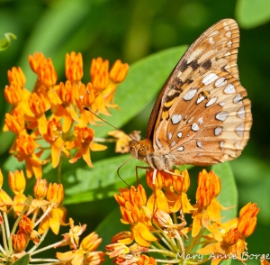 Great Spangled Fritillary on Butterflyweed