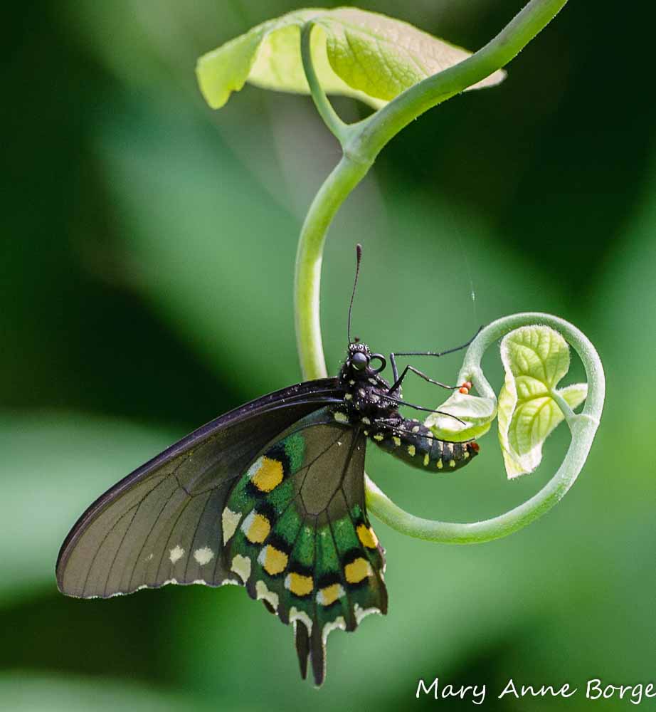 Pipevine Swallowtail Butterflies And Their Host Dutchman S Pipevine The Natural Web
