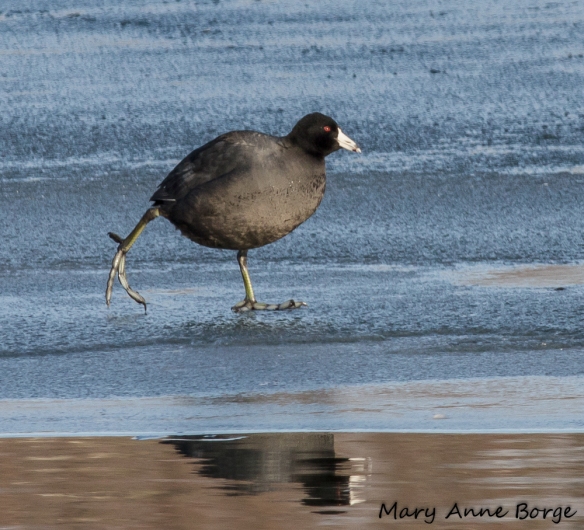 American Coot, skating on thin ice