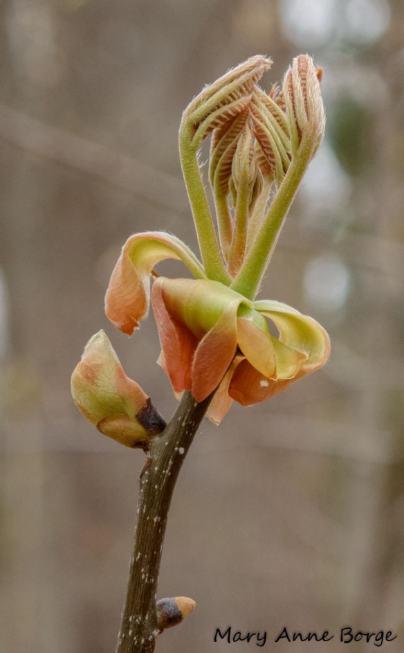Emerging hickory leaves with bud scales at their base