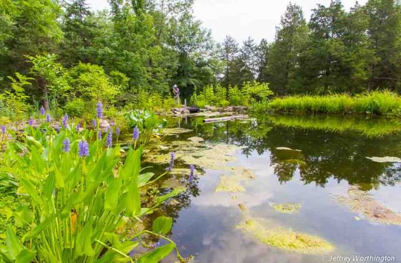 The Pond at Bowman's Hill Wildflower Preserve, with photographer
