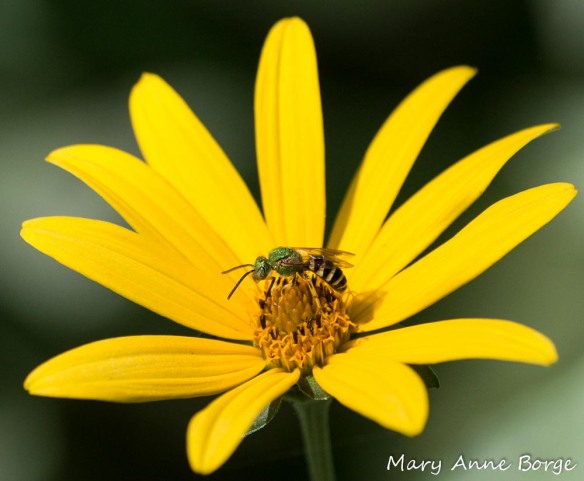 Sweat Bee (Agapostemom species) on False Sunflower (Heliopsis helianthoides)