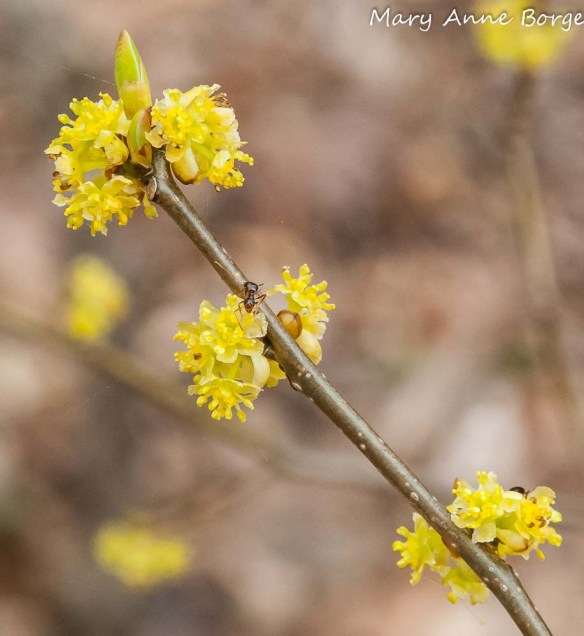 Spicebush (Lindera benzoin) in bloom, with ant seeking nectar