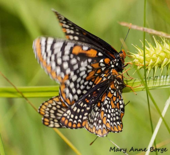 Baltimore Checkerspots, mating, with interloper