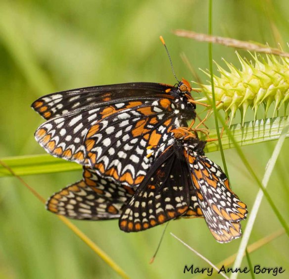 Baltimore Checkerspots, mating, with interloper