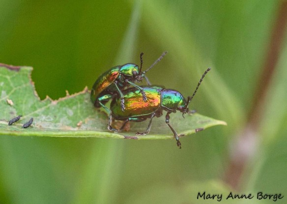 Dogbane Beetles (Chrysochus auratus) mating on Indian Hemp (Apocynum cannabinum)