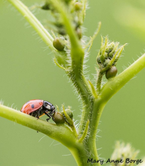 Seven-spotted Lady Beetle feeding at an extrafloral nectary on Wild Senna (Senna hebecarpa)
