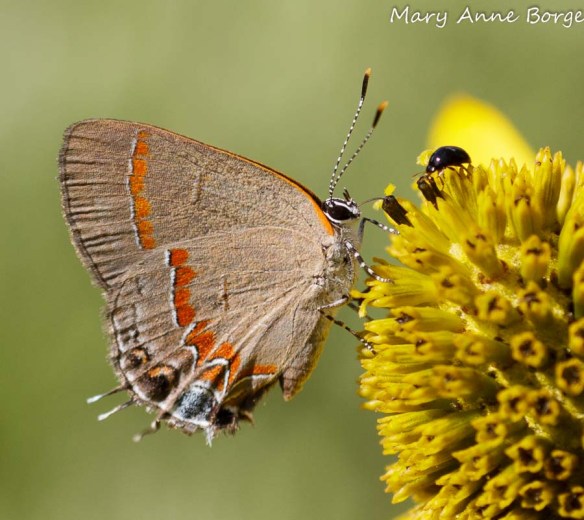 Red-banded Hairstreak and friend nectaring on Green-headed or Cutleaf Coneflower