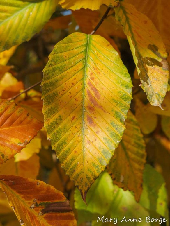 American Beech (Fagus grandifolia) leaf in fall