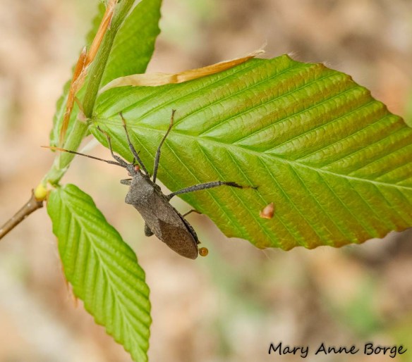 Leaf-footed Bug (Acanthocephala species) on American Beech (Fagus grandifolia) 