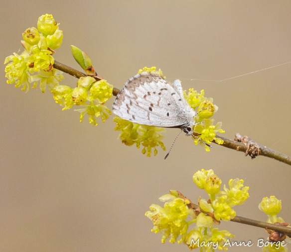 Spicebush (Lindera benzoin) with nectaring Spring Azure