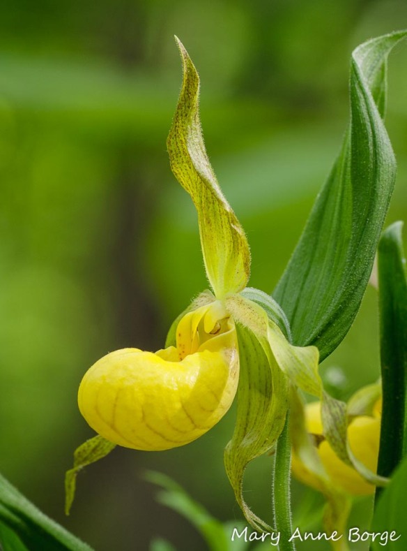 Yellow Lady's Slipper (Cypripedium parviflorum) 