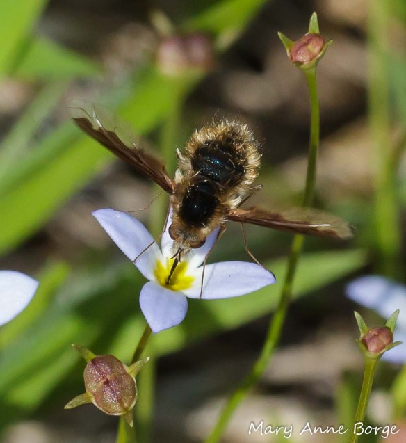Bluets (Houstonia caerulea) with Bee Fly (Bombylius major)