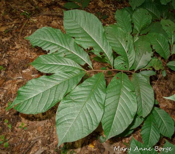 Pawpaw (Asimina triloba) leaves