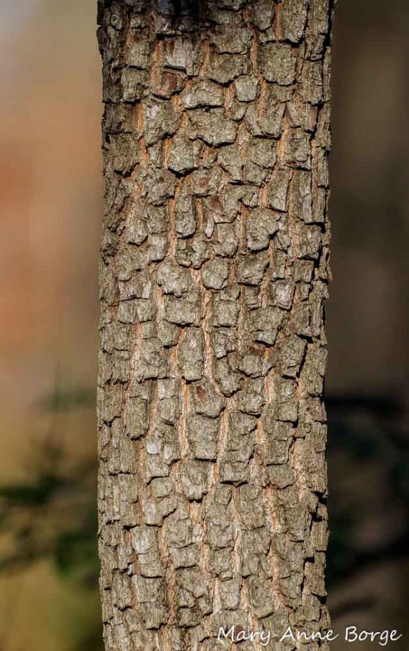 American Persimmon (Diospyros virginiana) bark, Sourland Mountains, West Amwell, NJ