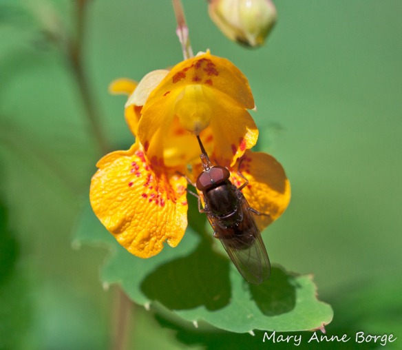 Jewelweed (Impatiens capensis) with Flower Fly (Copestylum species)