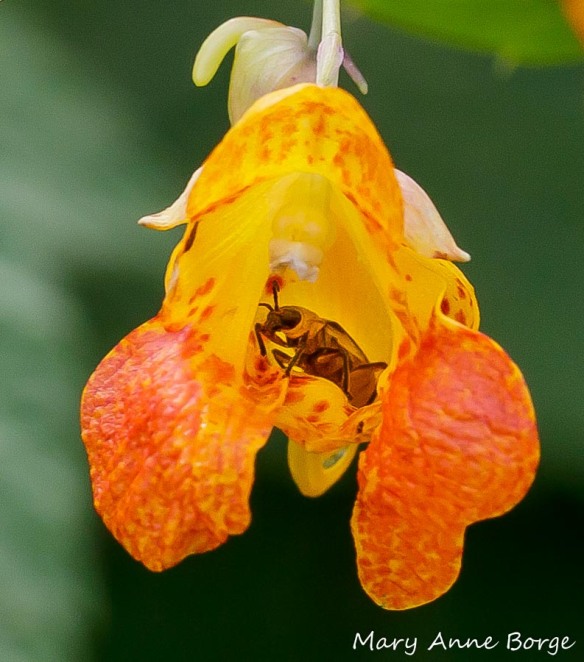 Jewelweed (Impatiens capensis) with beetle, probably Spotted Cucumber Beetle
