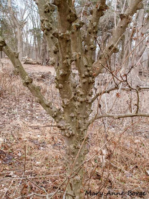 Mature Northern Prickly-ash (Zanthoxylum americanum) trunk and branches, with prickles