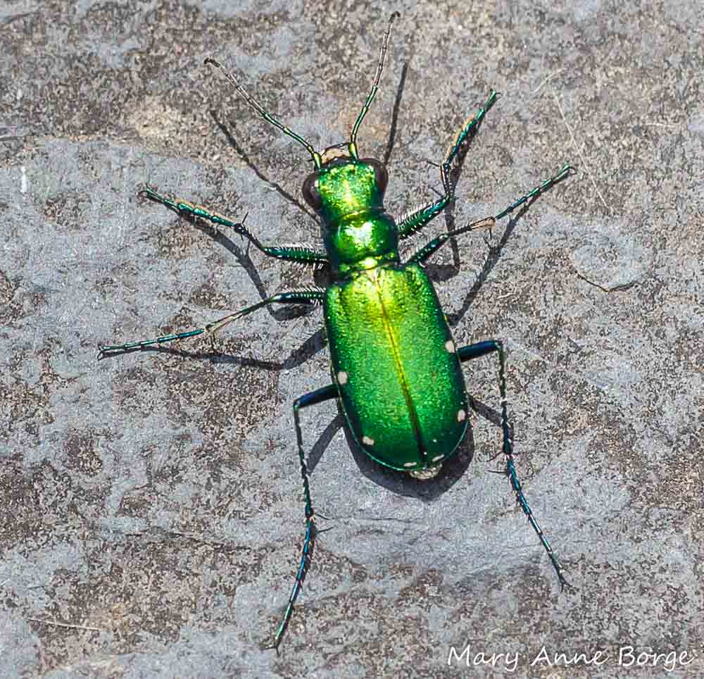 Green Beetle Bookmark 