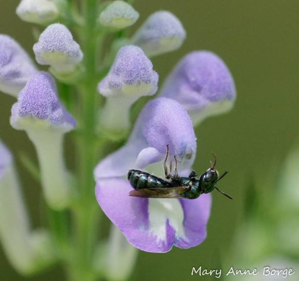 Downy Skullcap (Scutellaria incana) with Small Carpenter Bee (Ceratina species) emerging from the flower 