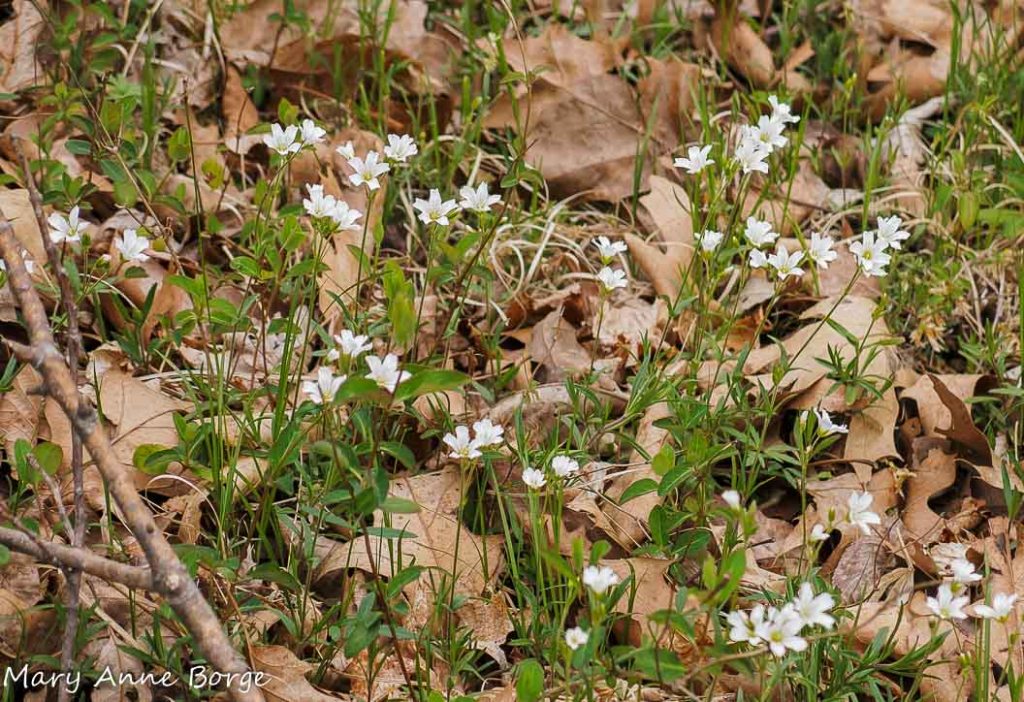 A colony of spring wildflowers