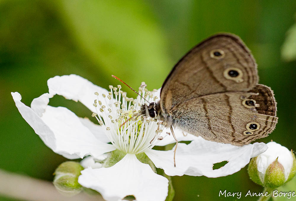 Butterflies of Assam – Arijit Purkayastha